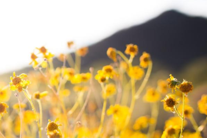 Discover Beautiful Hiking Paths Around Grayhawk, AZ