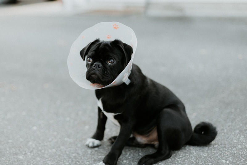 Scottsdale Animal Healthcare in Scottsdale, AZ