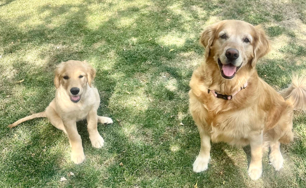Carefree Pet Sitter, LLC